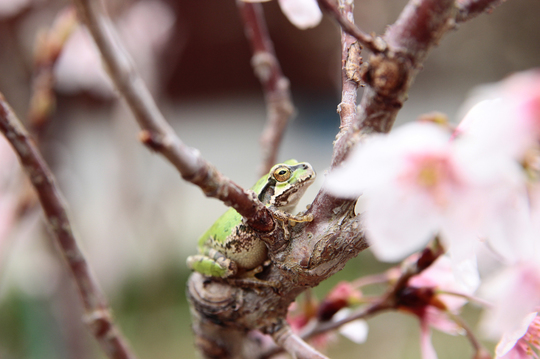 カエルと桜　4l.jpg