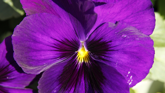 パンジー　濃紫3l.jpg