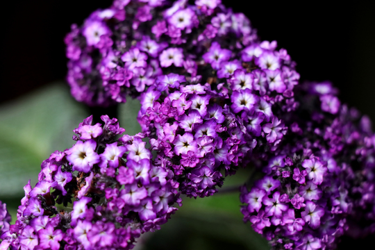 ヘリオトロープ　紫　2l.jpg