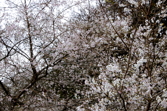 小葉桜1.jpg