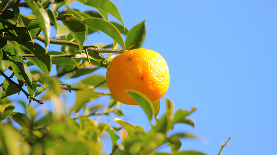 柑橘1l.jpg