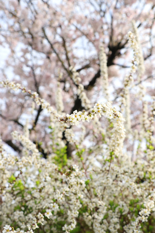 桜と雪柳1.jpg