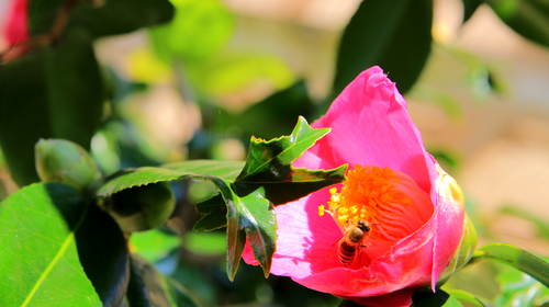金魚葉椿とミツバチ.jpg